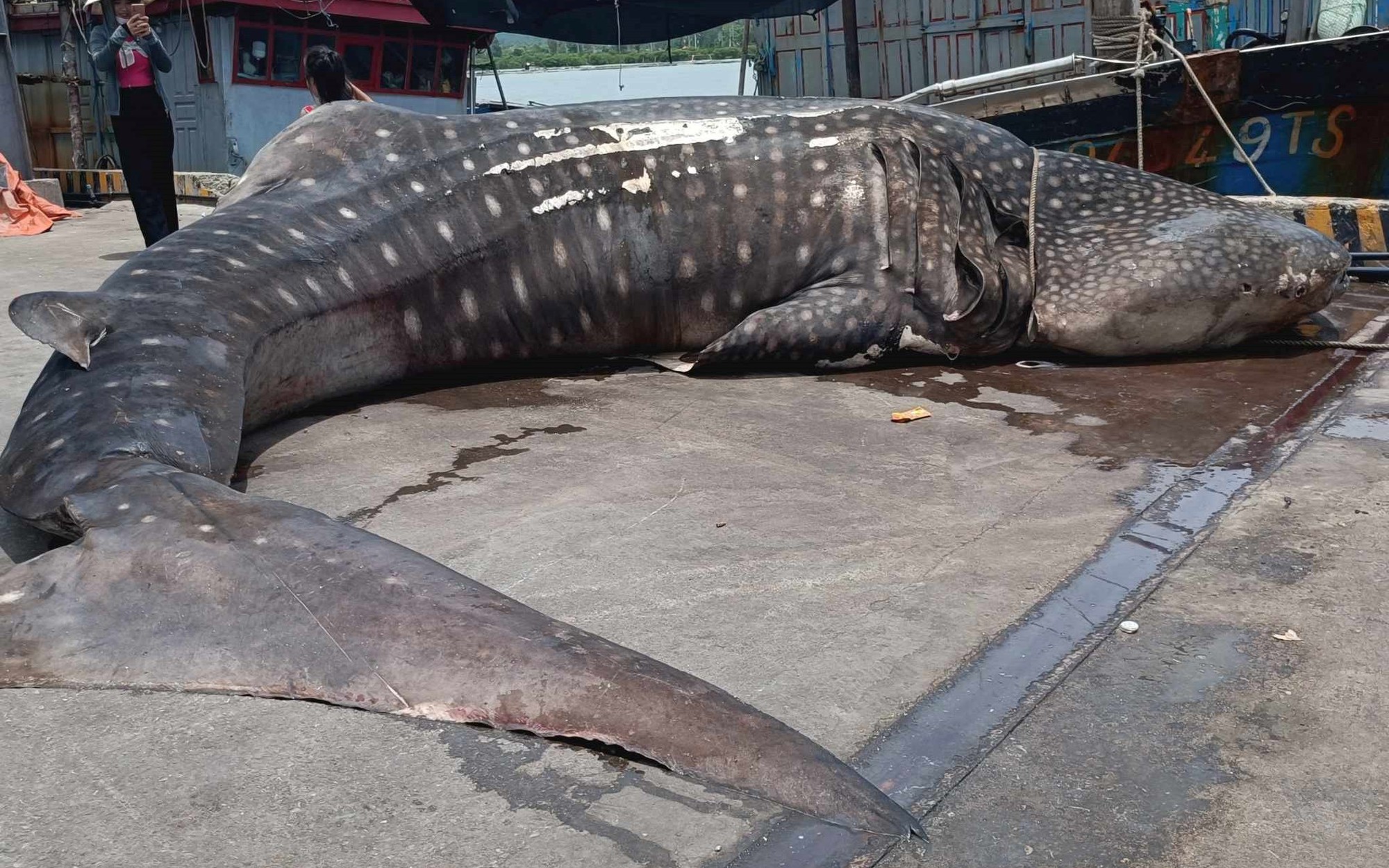 CLIP: Xác một con cá lạ dài 8m, nặng 2,5 tấn dạt vào bờ biển ở Nghệ An, nhiều người đến xem