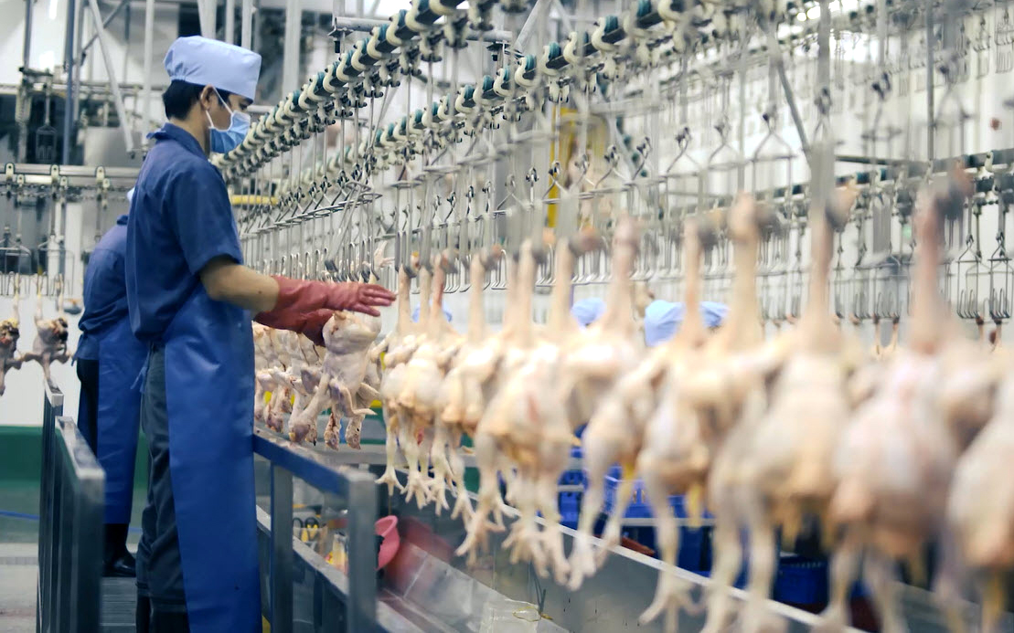 Việt Nam hướng đến xuất khẩu thịt gà chế biến, trứng sang Nhật Bản, Hồng Kông, Mỹ - Ảnh 1.