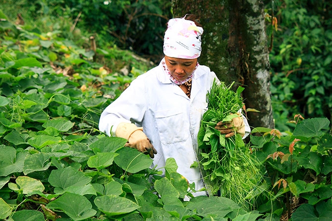 Gần Hà Nội thôi, vùng núi ở Vĩnh Phúc có khung trời huyền ảo, ví như Đà Lạt miền Bắc, nhiều người lên vui chơi - Ảnh 8.