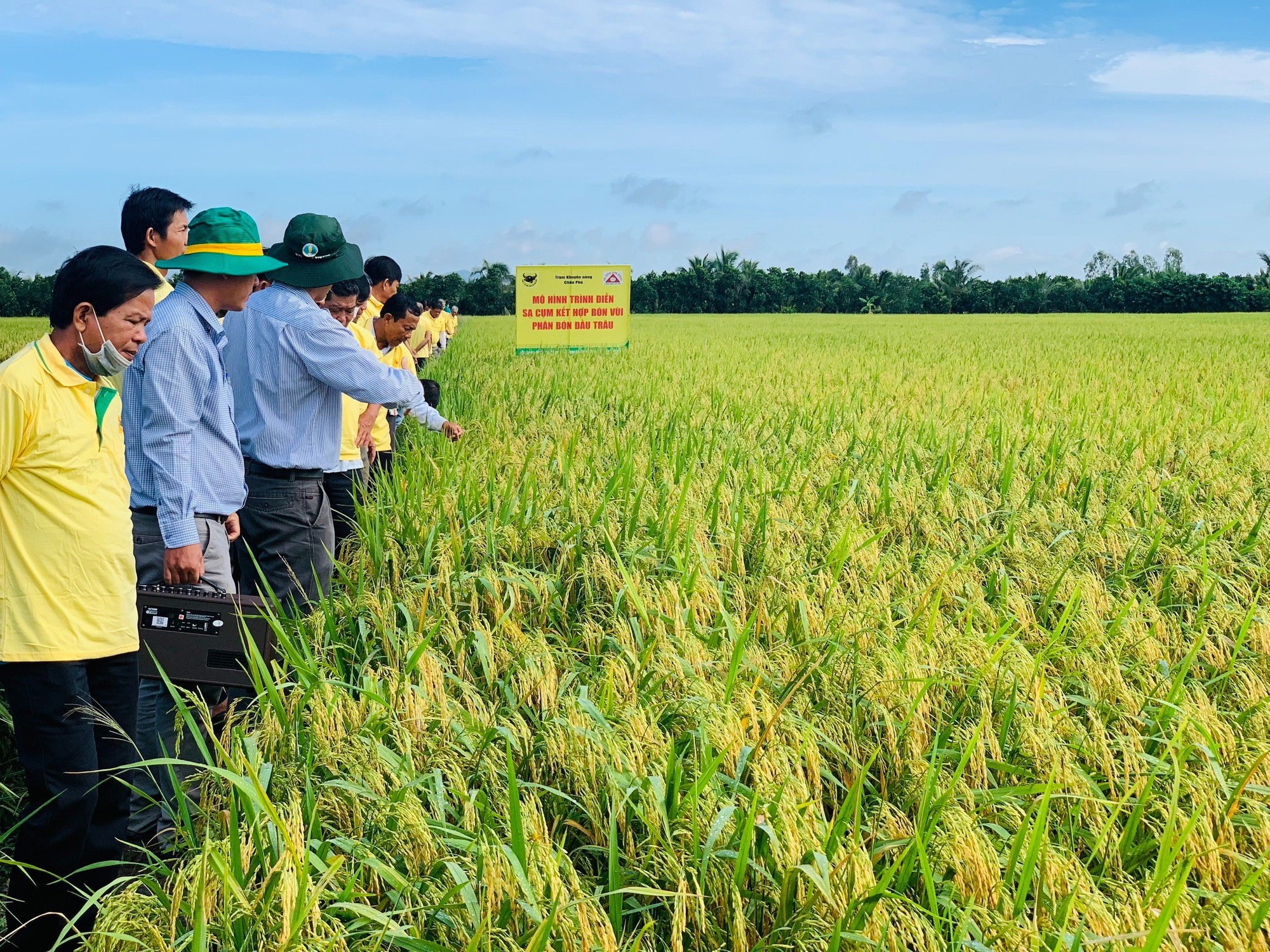 Tăng lợi nhuận trồng lúa từ mô hình bón vùi phân bón Đầu Trâu kết hợp sạ cụm tại Châu Phú – An Giang - Ảnh 2.