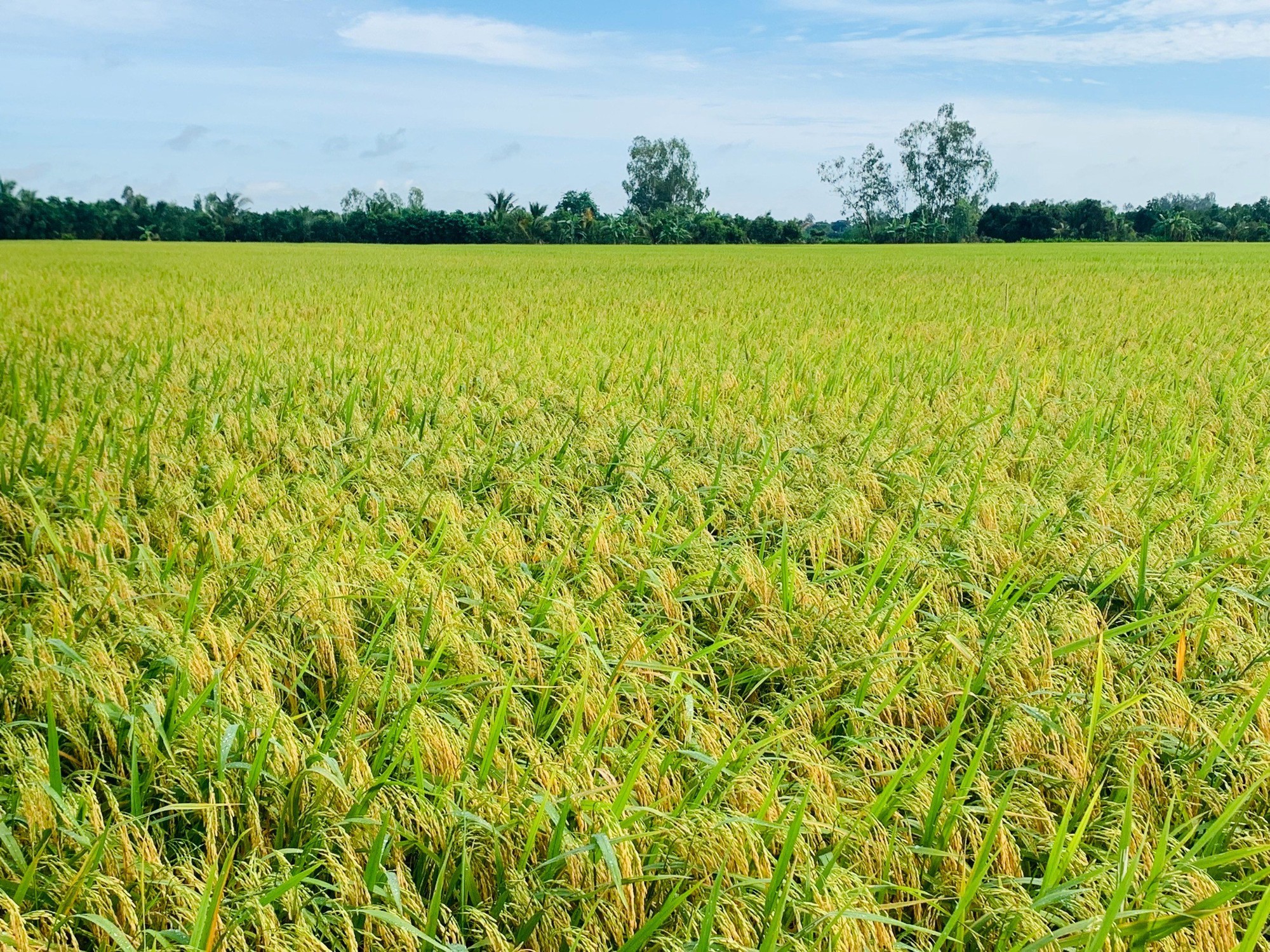 Tăng lợi nhuận trồng lúa từ mô hình bón vùi phân bón Đầu Trâu kết hợp sạ cụm tại Châu Phú – An Giang - Ảnh 3.
