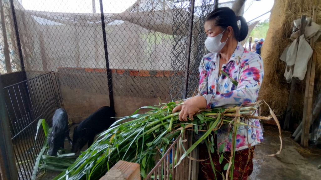 Nuôi loại heo &quot;nhà nghèo&quot; nhai cỏ voi như bò, chị nông dân Long An mới bán giống đã đắt hàng - Ảnh 2.