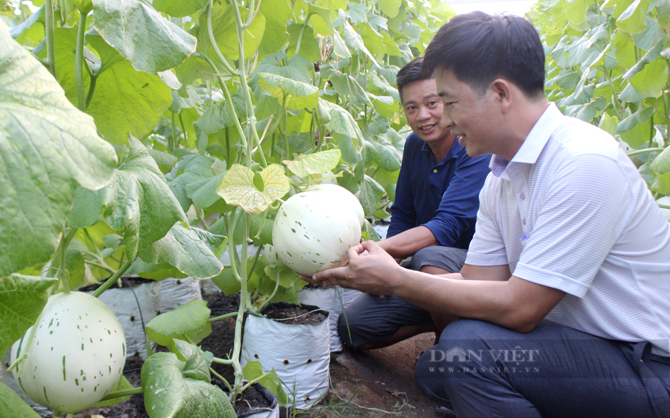 HTX Nông nghiệp công nghệ cao Kim Long được bình chọn là 1 trong 63 hợp tác xã tiêu biểu toàn quốc năm 2023, do Trung ương Hội Nông dân Việt Nam xét chọn. Ảnh: Nguyên Vỹ