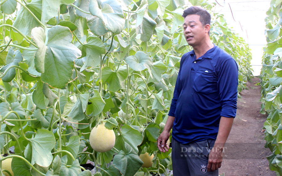 Ông Trần Văn Dũng, thành viên HTX Nông nghiệp công nghệ cao Kim Long. Ảnh: Nguyên Vỹ