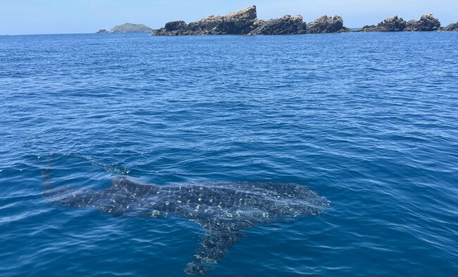 Con cá nhám voi khổng lồ nhìn rõ mồn một ở biển Nhơn Lý của Bình Định - Ảnh 1.
