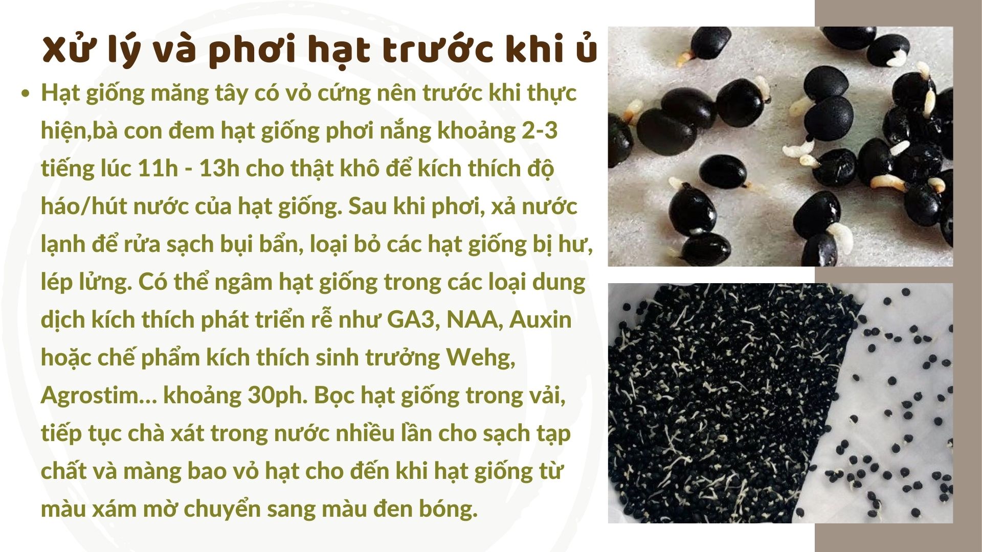 SỔ TAY NHÀ NÔNG: Cách trồng măng tây bằng hạt đúng cách, đạt hiệu quả cao - Ảnh 2.