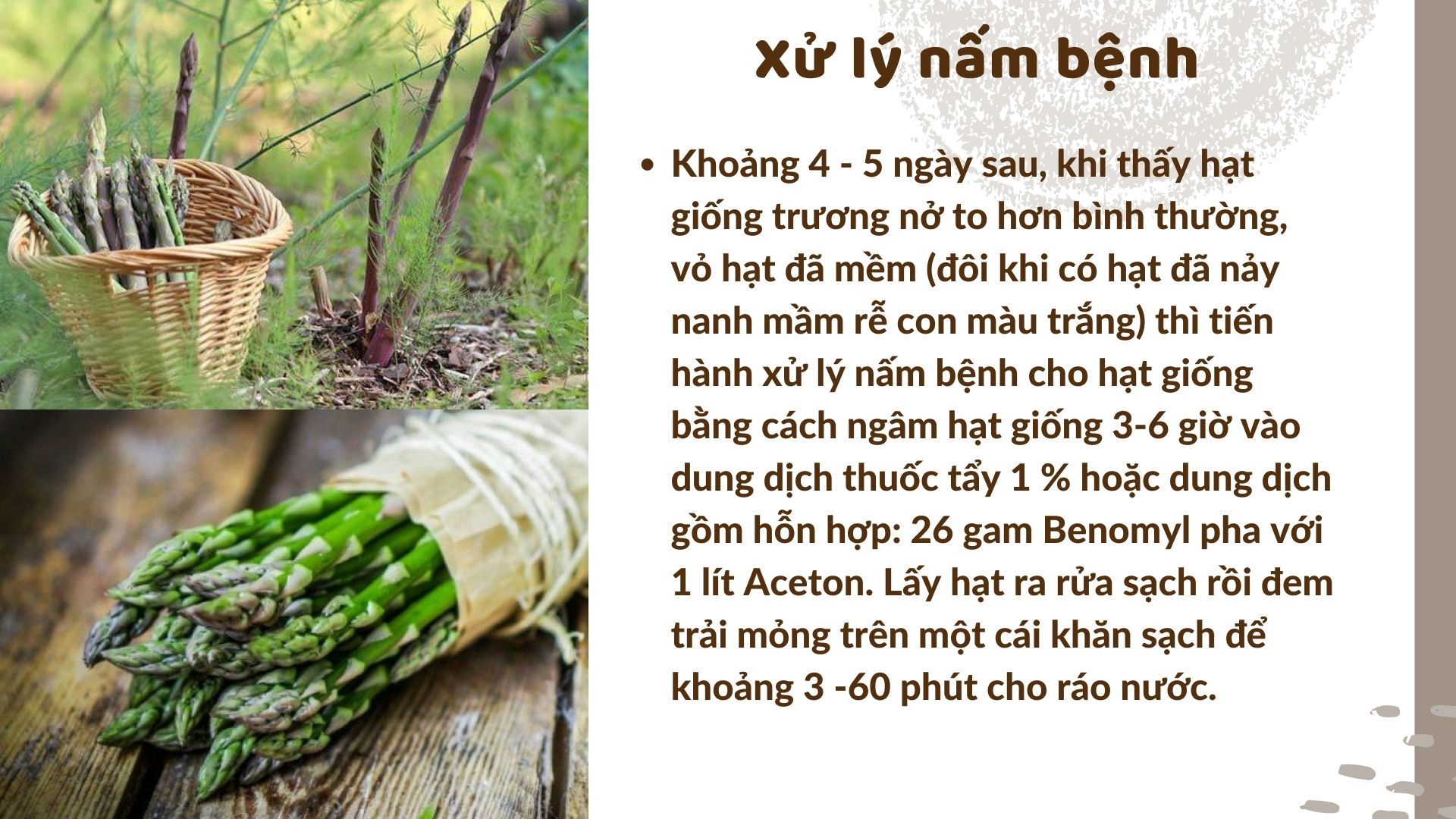 SỔ TAY NHÀ NÔNG: Cách trồng măng tây bằng hạt đúng cách, đạt hiệu quả cao - Ảnh 4.