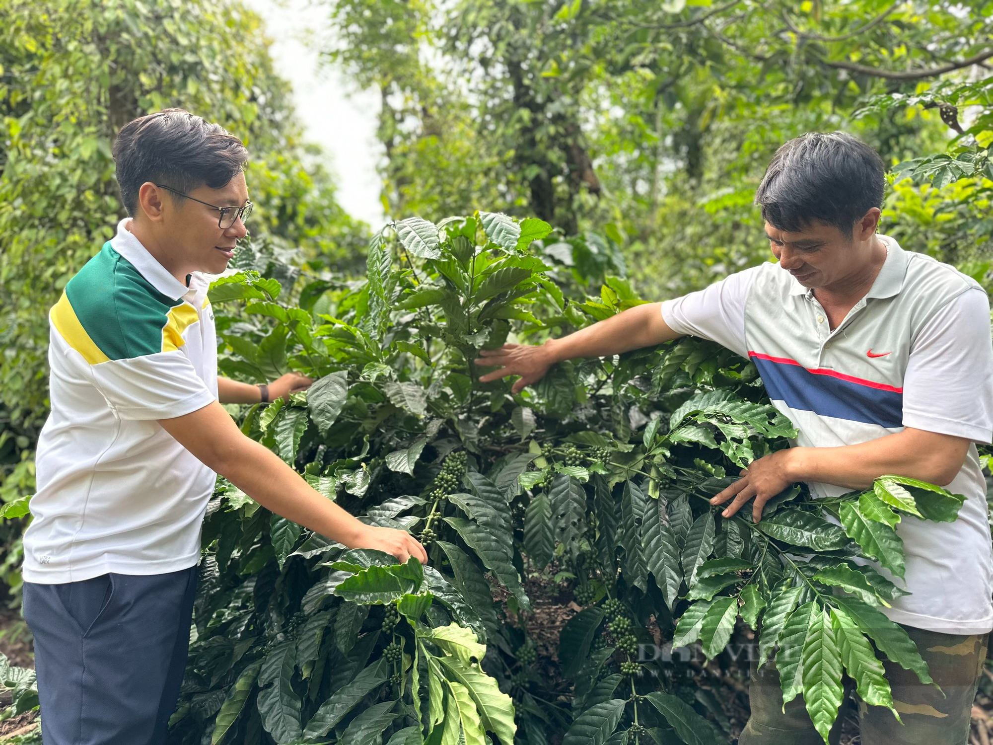 Nông dân Đắk Lắk tái canh mạnh mẽ cây tỷ đô - Ảnh 3.