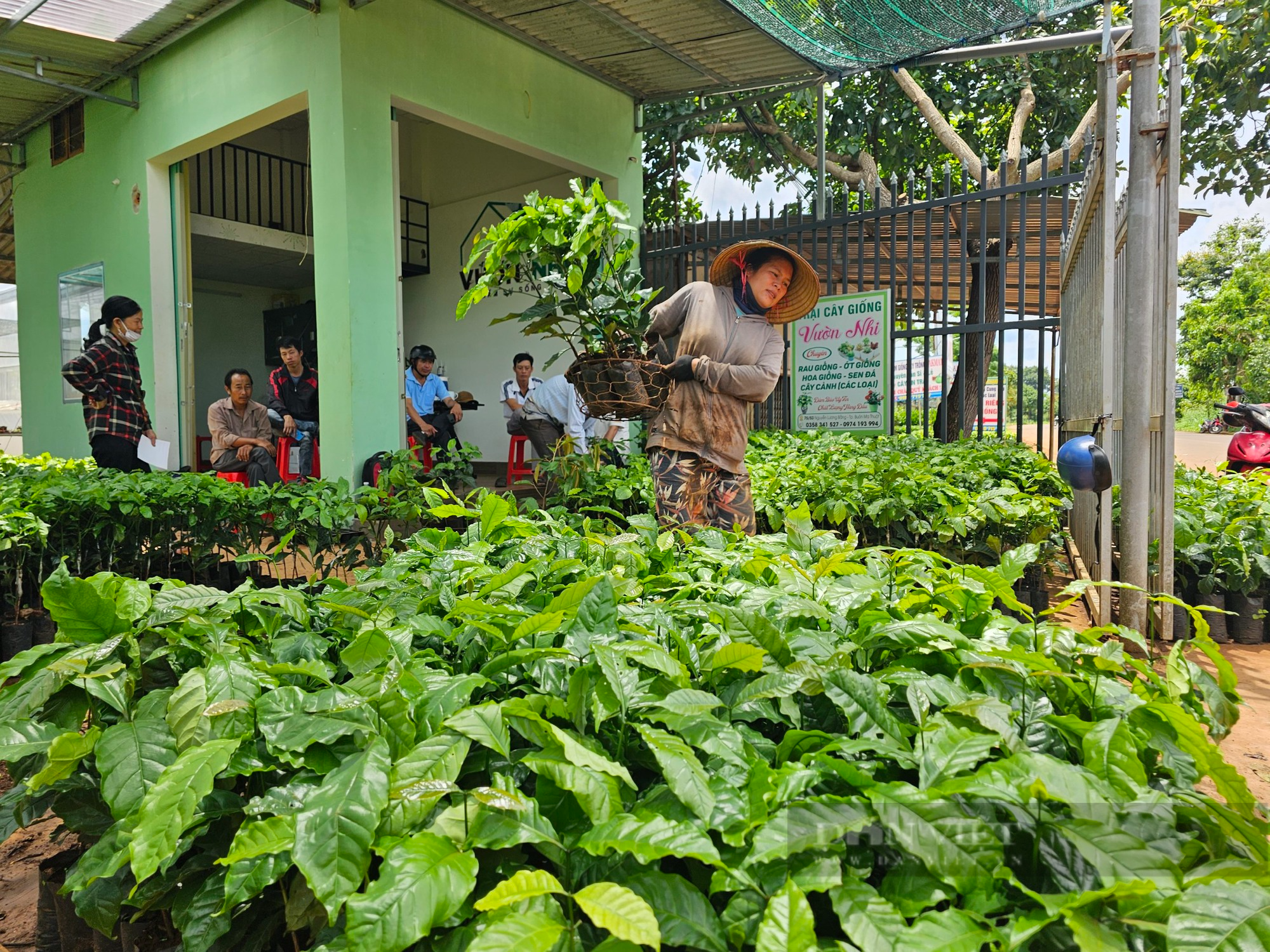 Nông dân Đắk Lắk tái canh mạnh mẽ cây tỷ đô - Ảnh 4.