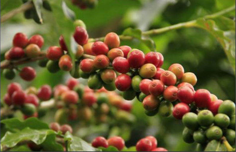 Giá cà phê 31/8: Nối tiếp đà tăng, giá cà phê trong nước gần chạm ngưỡng 67.000 đồng/kg - Ảnh 3.