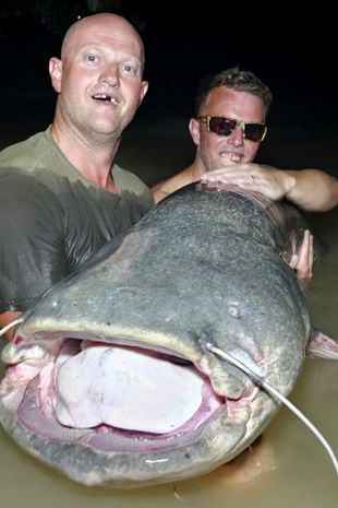 Thu phục &quot;quái vật&quot; cá trê nặng hơn 110kg và dài hơn 2m, nhiều người ùn ùn kéo tới xem - Ảnh 2.