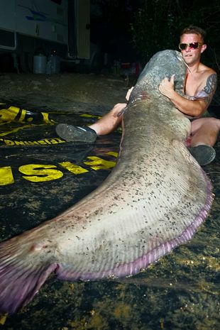 Thu phục &quot;quái vật&quot; cá trê nặng hơn 110kg và dài hơn 2m, nhiều người ùn ùn kéo tới xem - Ảnh 3.