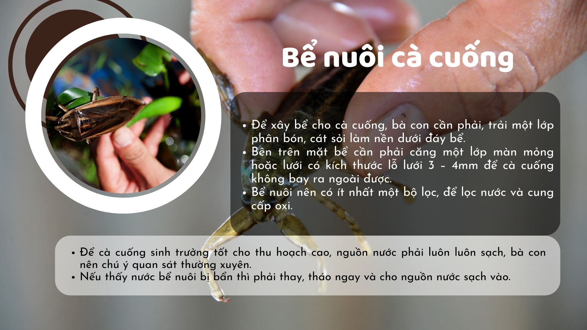 SỔ TAY NHÀ NÔNG: Kỹ thuật nuôi cà cuống cơ bản cho người mới bắt đầu - Ảnh 4.