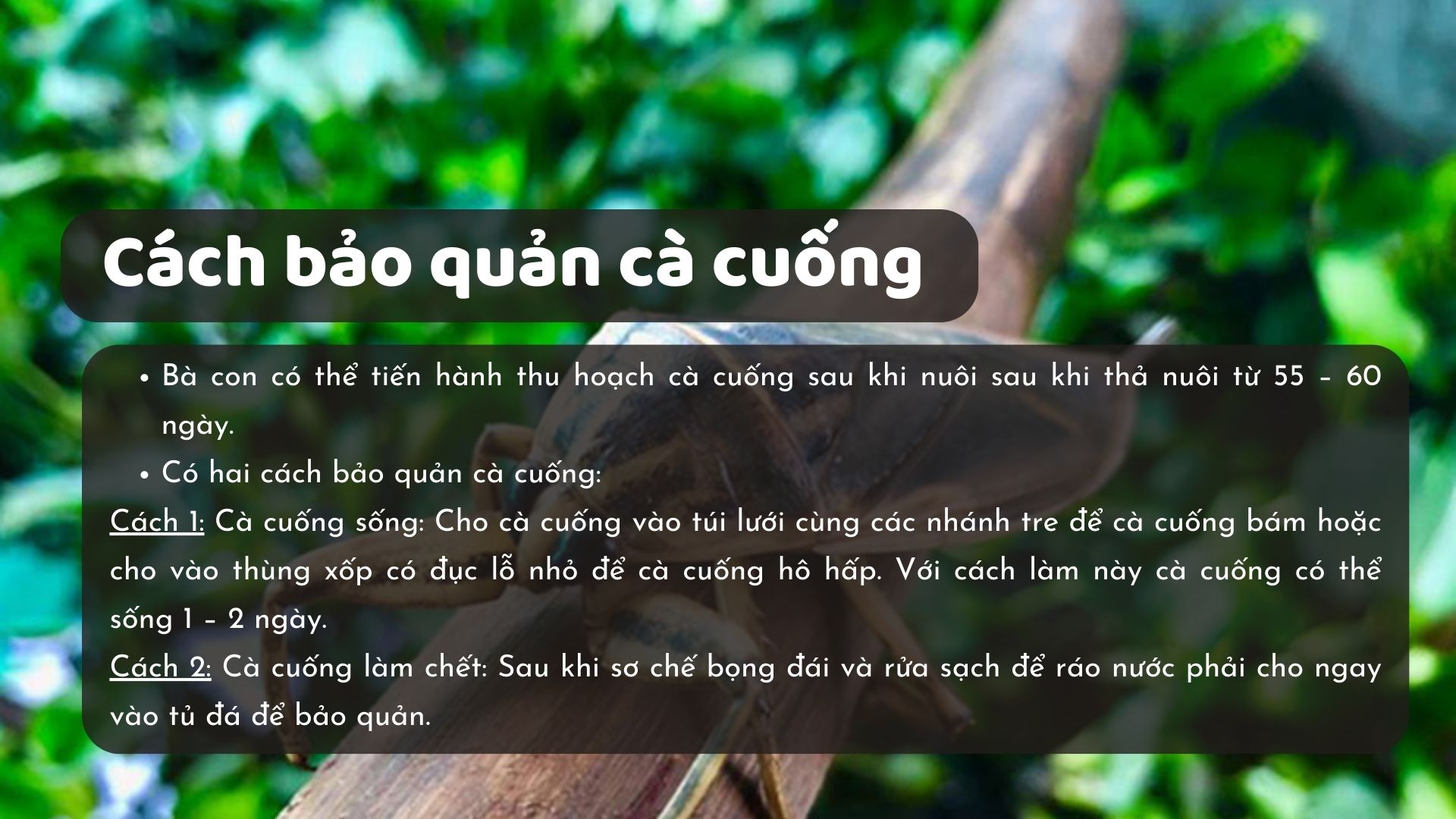 SỔ TAY NHÀ NÔNG: Kỹ thuật nuôi cà cuống cơ bản cho người mới bắt đầu - Ảnh 6.