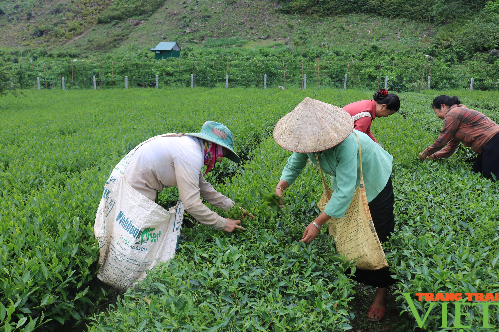 Thuận Châu: Chiềng Pha nỗ lực cứng hóa đường giao thông nông thôn - Ảnh 4.