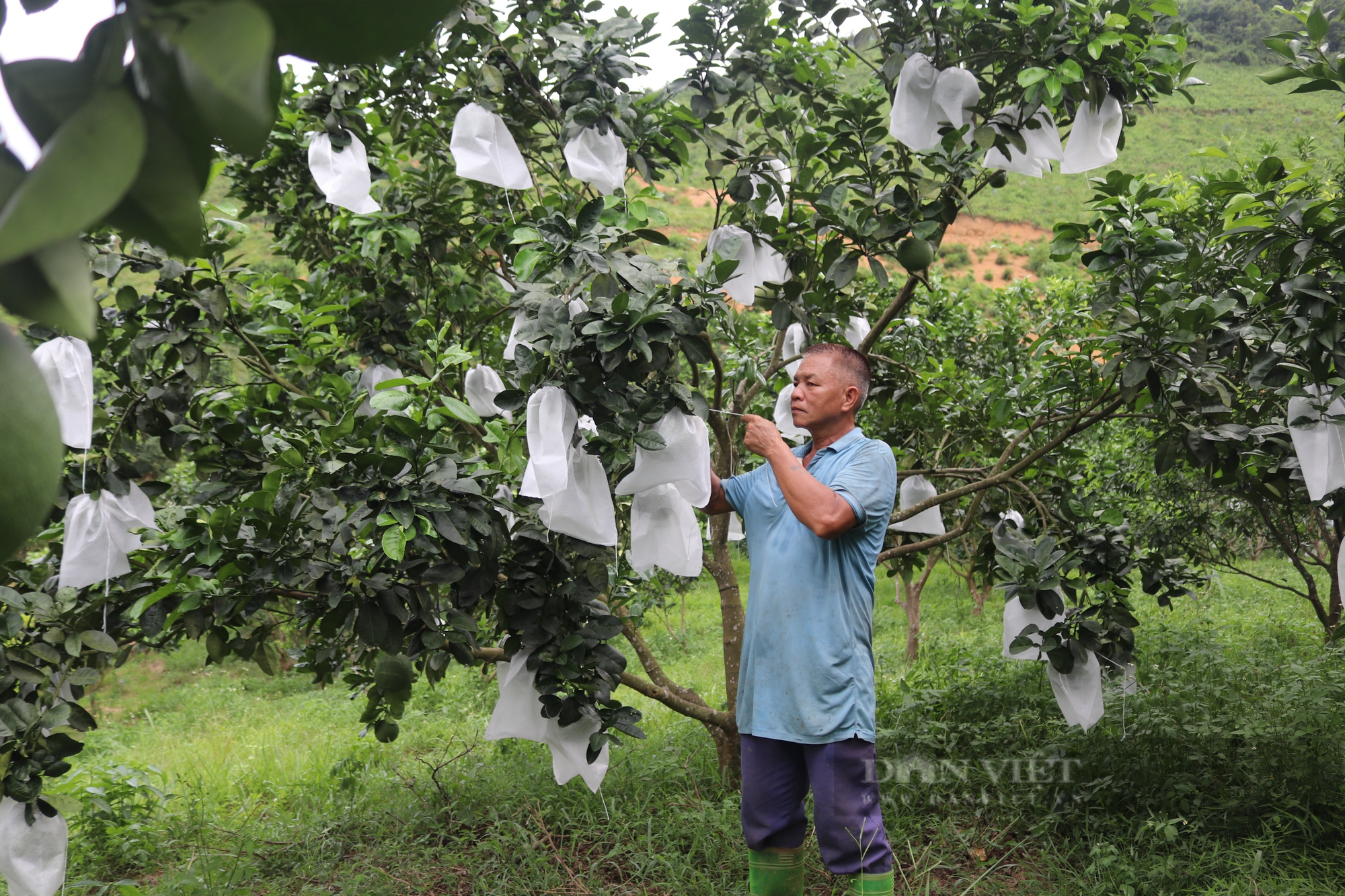 Mặc áo cho bưởi da xanh VietGAP, lão nông ở Hòa Bình &quot;đút túi&quot; nửa tỷ đồng/năm - Ảnh 2.