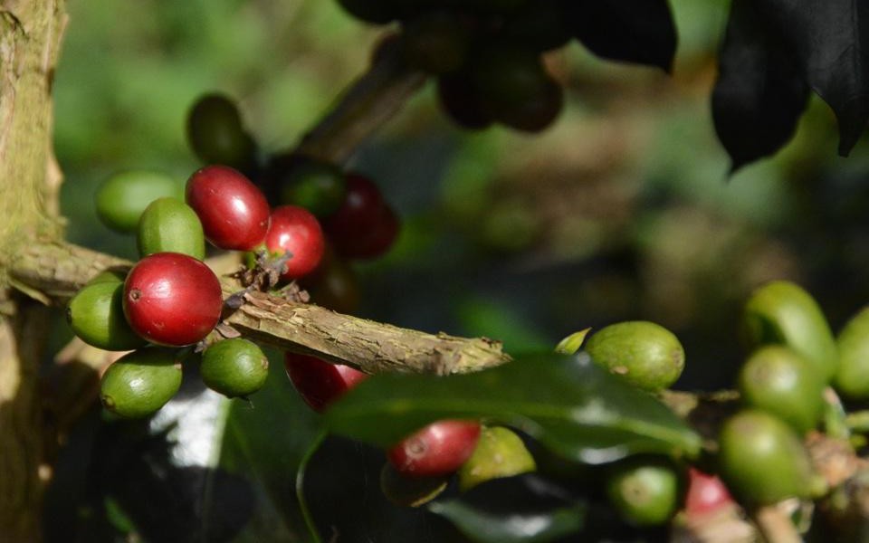 Giá cà phê 30/7: Giá cà phê cuối tuần mất đà, nông dân lo đến mùa bệnh khô cành quả cây cà phê 