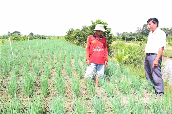 Trồng loại rau nhìn như cỏ ở vườn dừa sáp, ai dè ông nông dân Trà Vinh bán nhanh, kiếm bộn tiền - Ảnh 1.