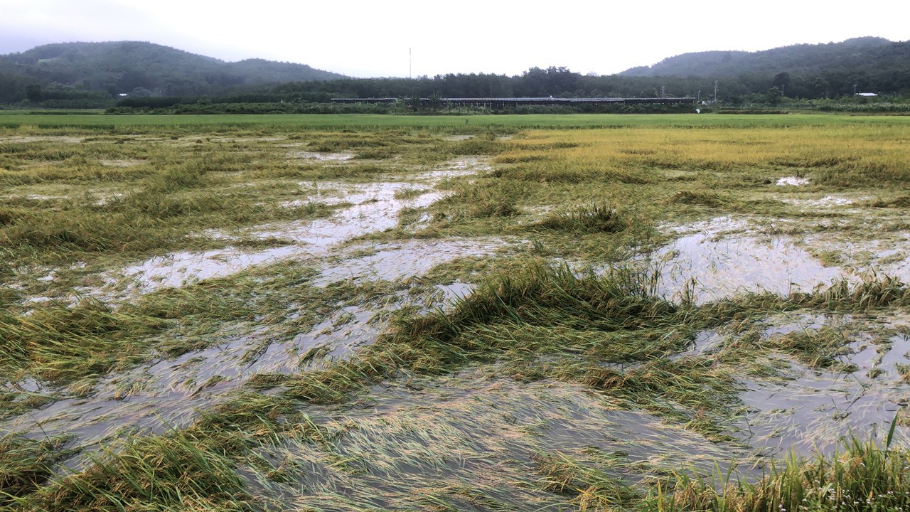 Bình Thuận: Mưa lớn, lũ quét kèm lốc xoáy gây thiệt hại cho huyện Tánh Linh khoảng 32 tỷ đồng và 1 người tử vong - Ảnh 2.