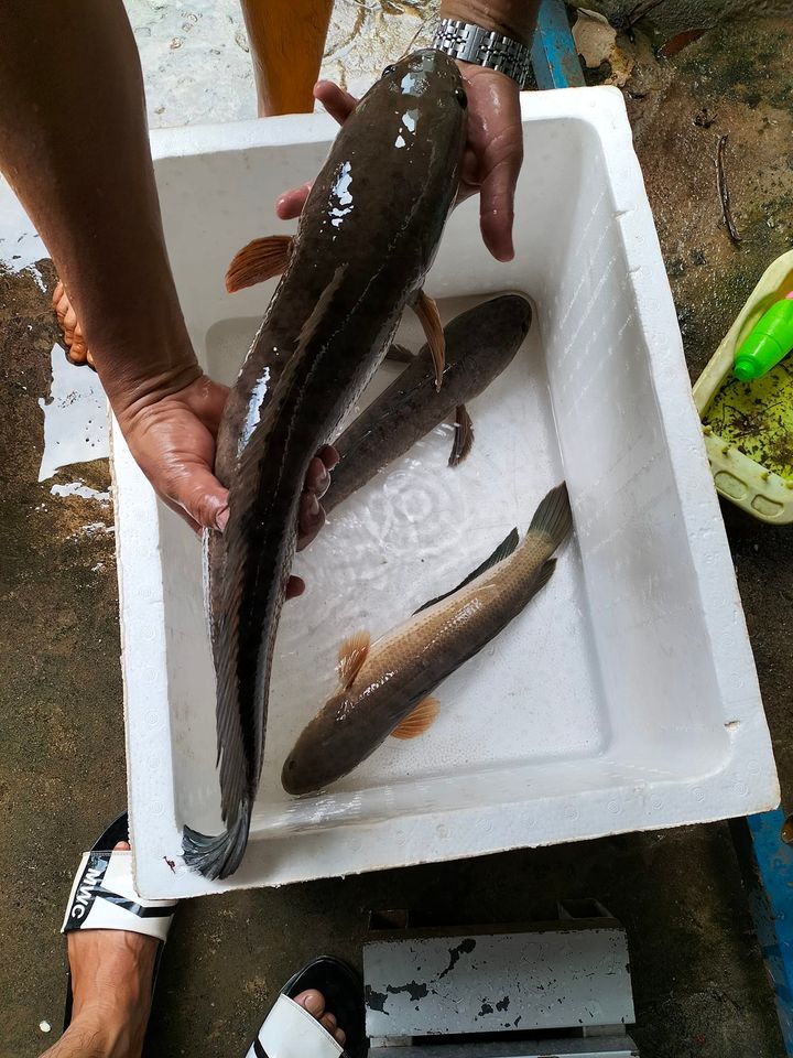 Hầu hết các loài cá ở Vĩnh Long đều đã tăng giá, tăng giá tốt nhất là loại cá bổ dưỡng này - Ảnh 1.