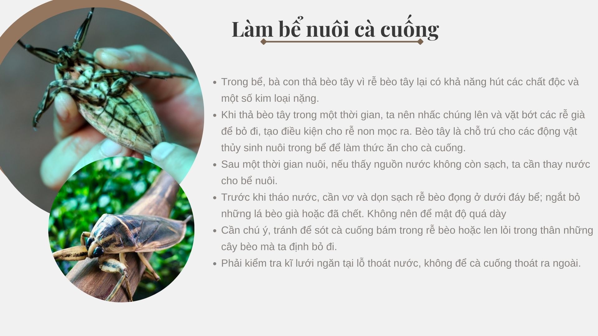 SỔ TAY NHÀ NÔNG: Kỹ thuật làm bể nuôi cà cuống - Ảnh 2.