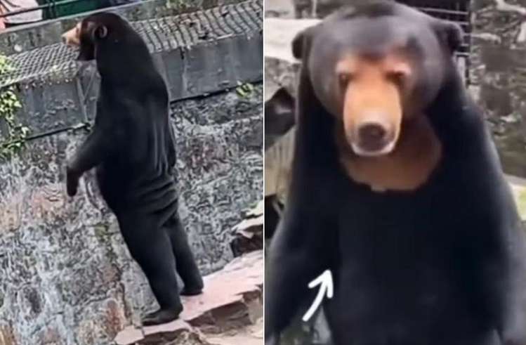 Vườn thú Trung Quốc đáp trả nghi vấn gấu do người đóng giả - Ảnh 1.