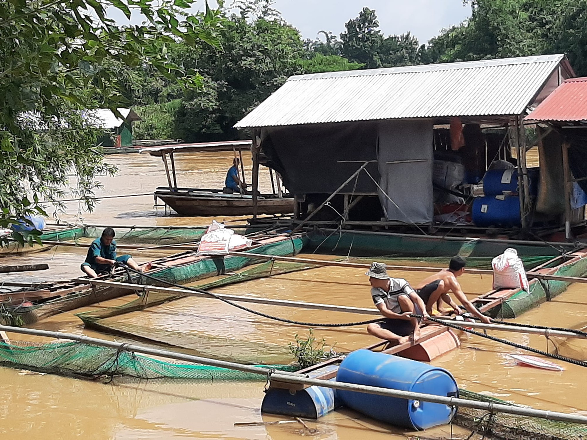 Mực nước sông Đồng Nai vượt mức báo động 3 gây thiệt hại gần 2.000 tấn cá - Ảnh 2.