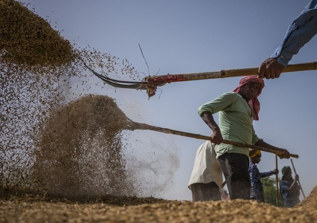 Thêm Nga và UAE cấm xuất khẩu gạo, 3 tỷ người trên thế giới lo lắng - Ảnh 1.