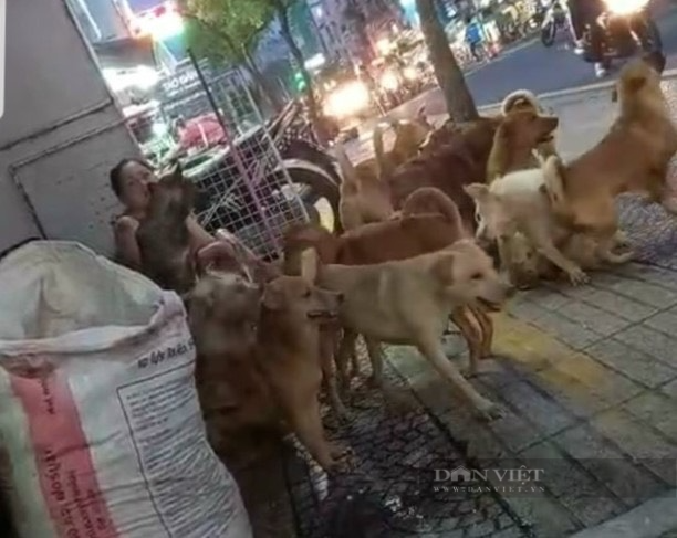 Gần 100 con chó “hành” hơn 30 hộ dân suốt 9 năm và sự loay hoay của chính quyền địa phương - Ảnh 3.