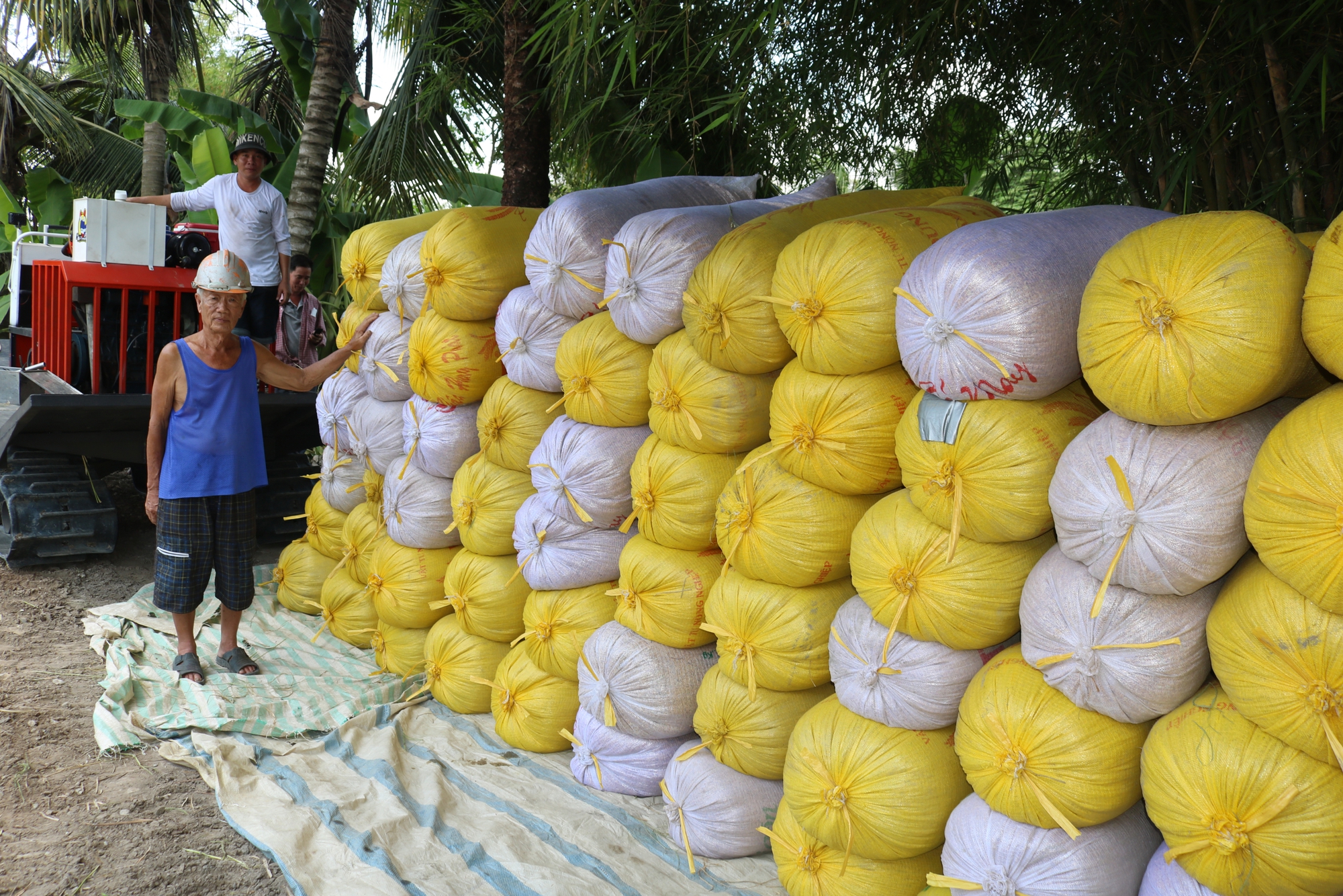 Giá loại lương thực chủ lực tăng chóng mặt, một nước Đông Nam Á tìm cách nhập lượng khổng lồ từ Việt Nam - Ảnh 1.