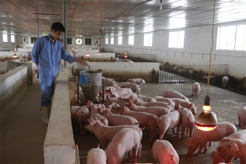 Chăn nuôi tuần hoàn giúp người nuôi lợn ở Hà Nội tăng hiệu quả kinh tế 15 - 20% - Ảnh 2.