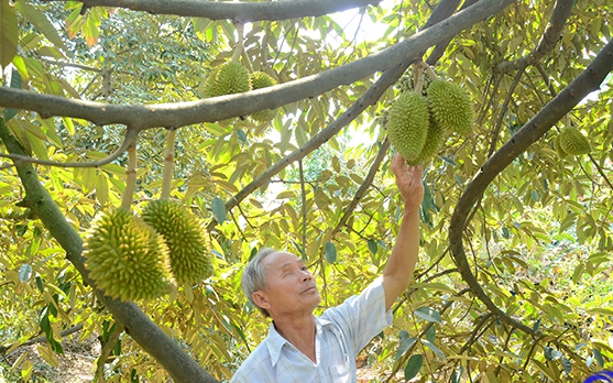 Khi phát triển "nóng" diện tích trồng sầu riêng ở Tiền Giang (bài 1): 20 cây sầu riêng bằng 4 mẫu lúa