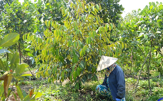 Cẩn trọng phát triển &quot;nóng&quot; diện tích trồng sầu riêng ở Tiền Giang (bài 2): Ồ ạt bỏ mít Thái để trồng sầu riêng