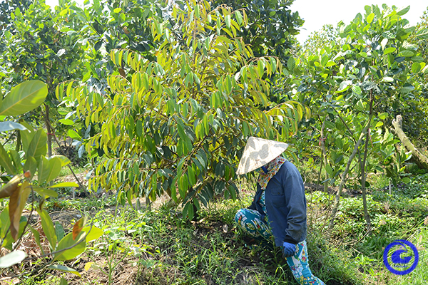 Cẩn trọng phát triển &quot;nóng&quot; diện tích trồng sầu riêng ở Tiền Giang (bài 2): Ồ ạt, bỏ lúa, mít Thái để trồng sầu riêng - Ảnh 1.