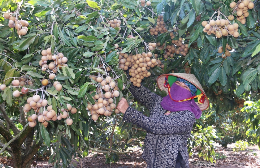 Ở vùng Đông Trường Sơn xuất hiện những vườn na hoàng hậu, nhãn lúc lỉu, huyện đầu tư cả đường ô tô - Ảnh 2.