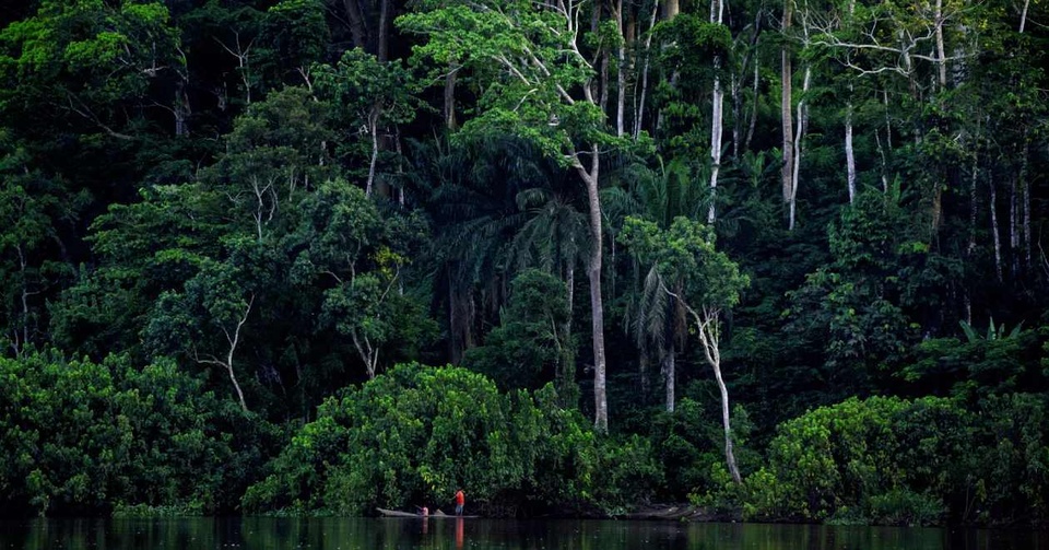 Ghé thăm 6 khu rừng mưa đẹp nhất thế giới - Ảnh 3.