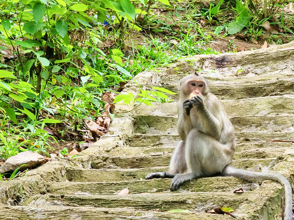 Trên đỉnh ngọn núi này ở An Giang có khối đá hình người phụ nữ, leo lên sẽ gặp nhiều khỉ hoang - Ảnh 6.