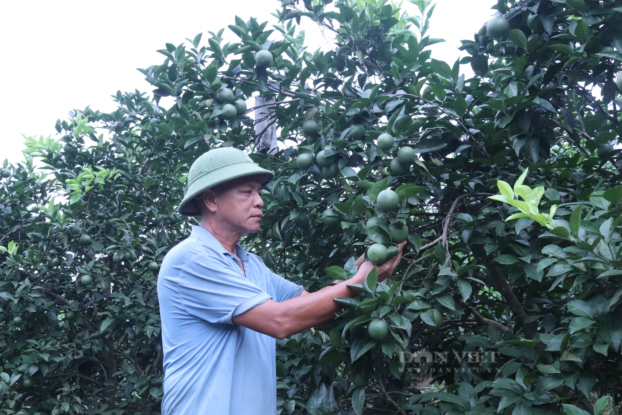 &quot;Mặc áo&quot; cho cam, nông dân Hòa Bình thu nửa tỷ mỗi năm - Ảnh 2.