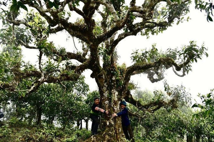 Ở Lào Cai có quần thể cây chè Shan tuyết cổ thụ trăm tuổi được công nhận Cây di sản Việt Nam - Ảnh 1.