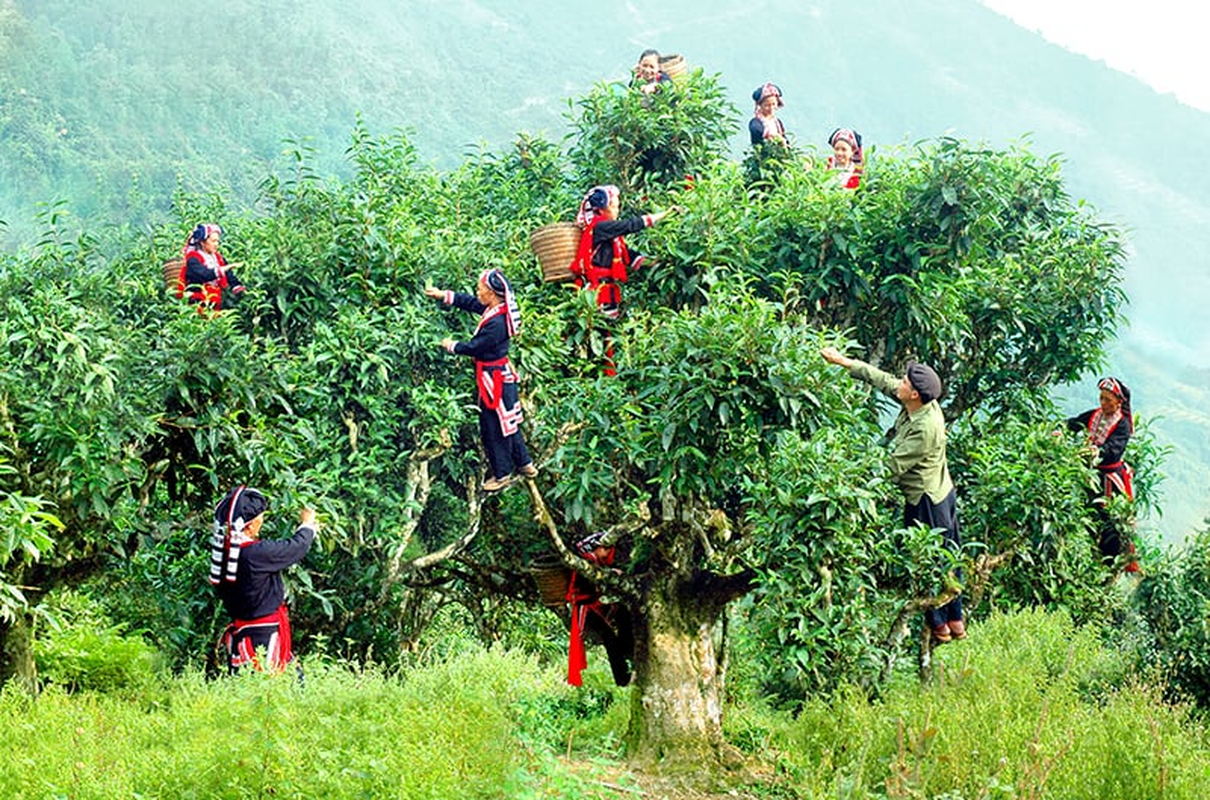 Ở Lào Cai có quần thể cây chè Shan tuyết cổ thụ trăm tuổi được công nhận Cây di sản Việt Nam - Ảnh 2.