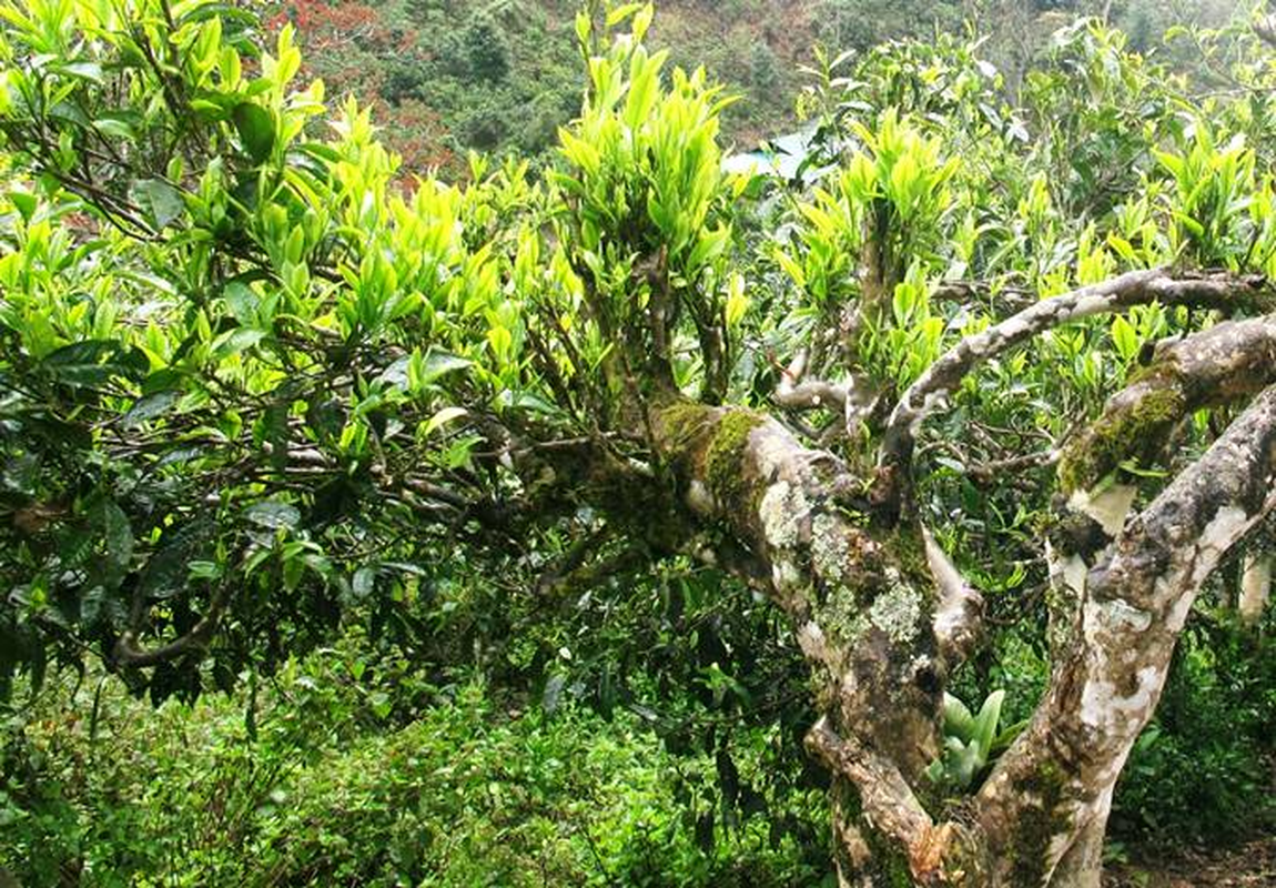 Ở Lào Cai có quần thể cây chè Shan tuyết cổ thụ trăm tuổi được công nhận Cây di sản Việt Nam - Ảnh 3.
