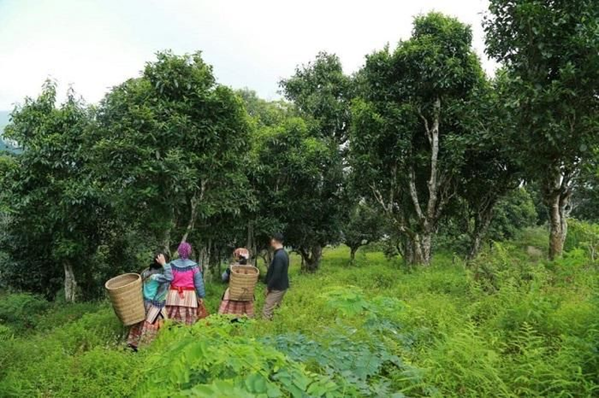 Ở Lào Cai có quần thể cây chè Shan tuyết cổ thụ trăm tuổi được công nhận Cây di sản Việt Nam - Ảnh 4.