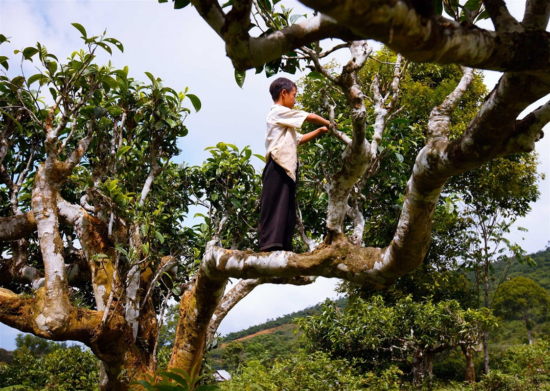 Ở Lào Cai có quần thể cây chè Shan tuyết cổ thụ trăm tuổi được công nhận Cây di sản Việt Nam - Ảnh 5.