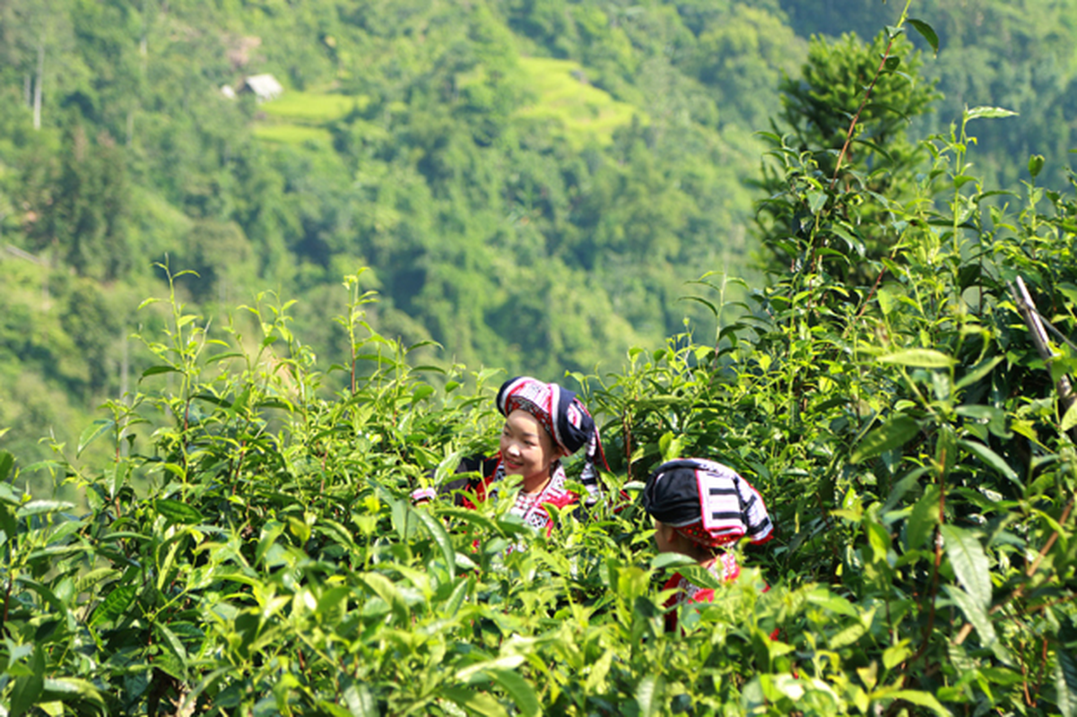 Ở Lào Cai có quần thể cây chè Shan tuyết cổ thụ trăm tuổi được công nhận Cây di sản Việt Nam - Ảnh 6.