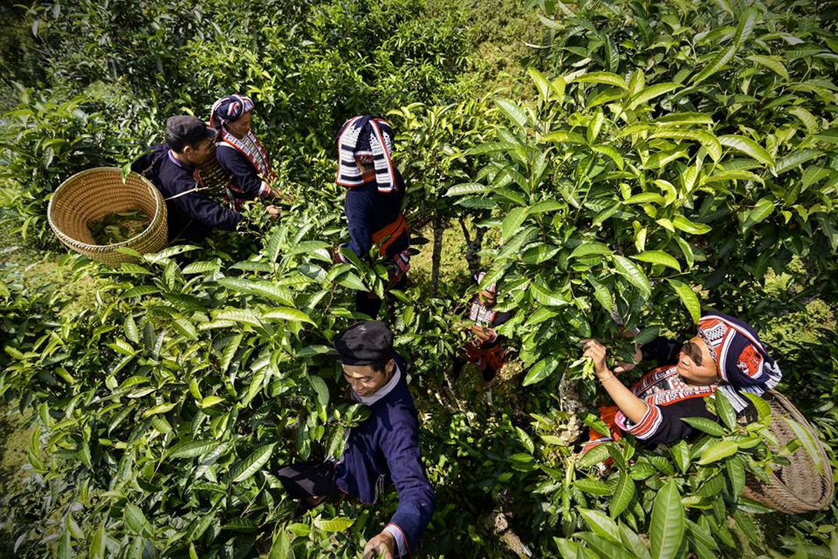 Ở Lào Cai có quần thể cây chè Shan tuyết cổ thụ trăm tuổi được công nhận Cây di sản Việt Nam - Ảnh 7.