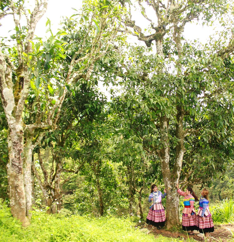 Ở Lào Cai có quần thể cây chè Shan tuyết cổ thụ trăm tuổi được công nhận Cây di sản Việt Nam - Ảnh 9.