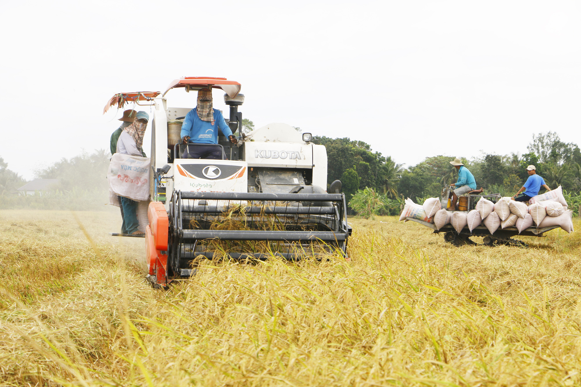 Thế giới thiếu 8,7 triệu tấn, xuất khẩu gạo Việt Nam tăng mạnh cả về lượng và giá - Ảnh 1.