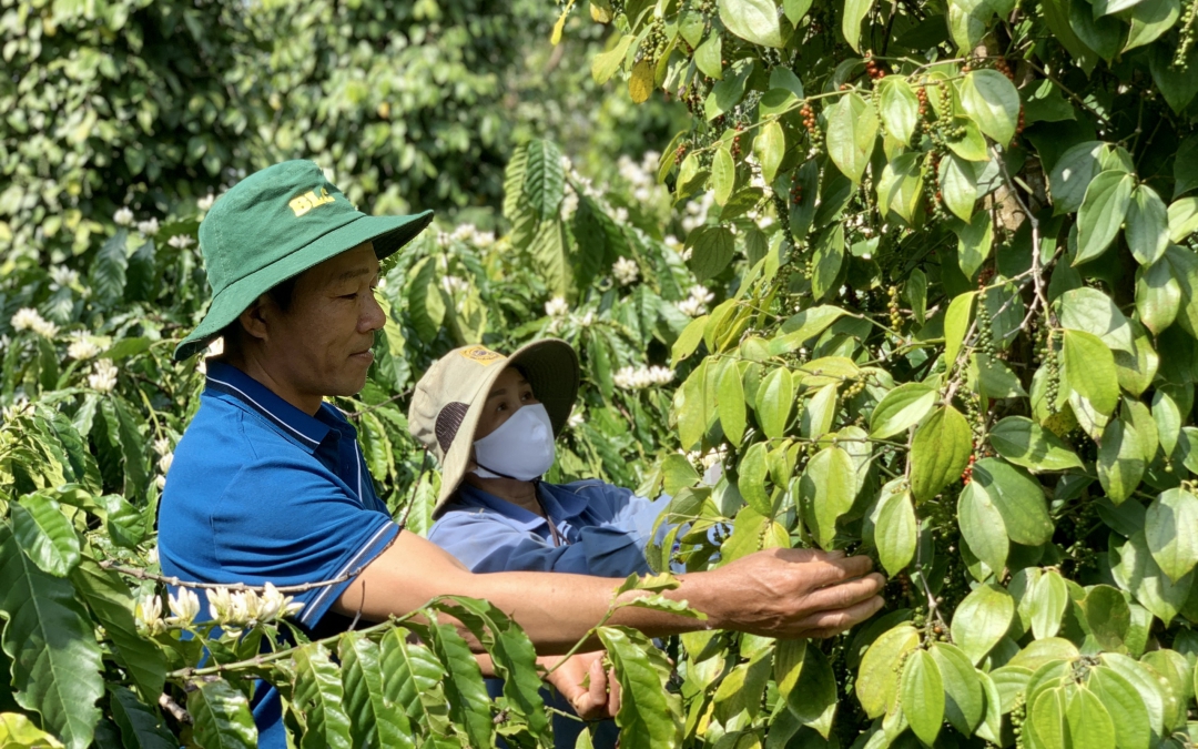 Doanh nhân Trung Quốc đột ngột giảm mua vào, giá một loại hạt của Việt Nam giảm mạnh