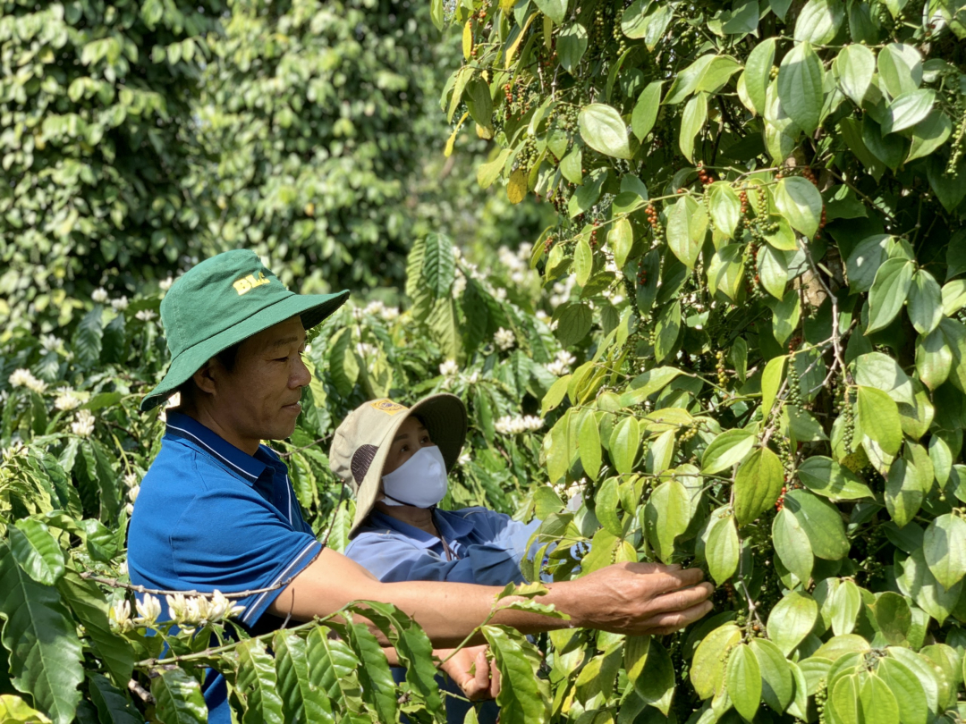 Doanh nhân Trung Quốc đột ngột giảm mua vào, giá một loại hạt của Việt Nam giảm mạnh - Ảnh 1.