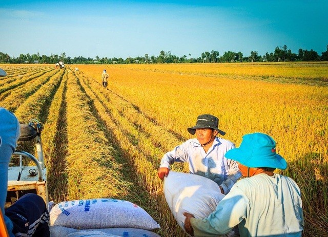 Vét sạch kho gạo không đủ xuất khẩu, dự báo lập kỷ lục 4 tỷ USD - Ảnh 3.